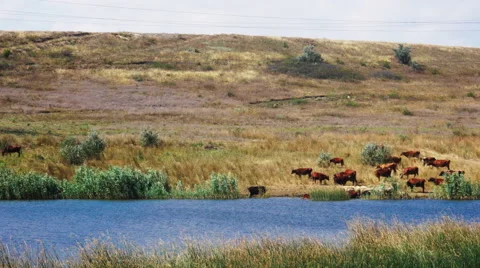 On the Other Side of the River on the Banks of the Cows Are Stock Footage 67033361