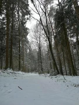 Other view =the some forest-path Stock Photos