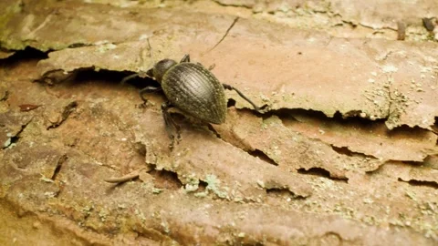 Otiorhynchus pseudonothus weevil crawling – detailed macro Stock Footage 340327604