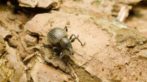 Otiorhynchus pseudonothus weevil crawling Stock Footage 340327544