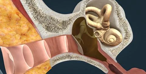 Otitis media is another name for a middle-ear infection. Stock Illustration