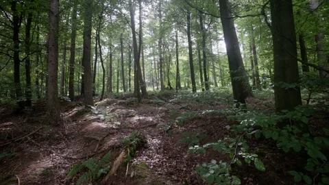 Otley Chevin Forest Park Stock Footage 250000130