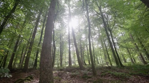 Otley Chevin Forest Park Stock Footage 250000137