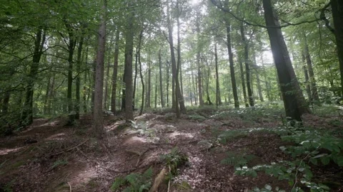 Otley Chevin Forest Park Stock Footage 250000138