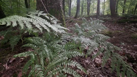 Otley Chevin Forest Park Stock Footage 250000166