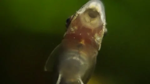 Otocinclus 002 库存影片 161118817