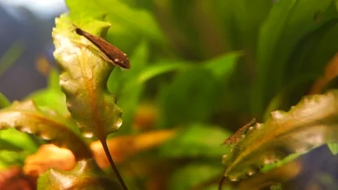 Otocinclus on Bronze Cryptocoryne 库存影片 161118863