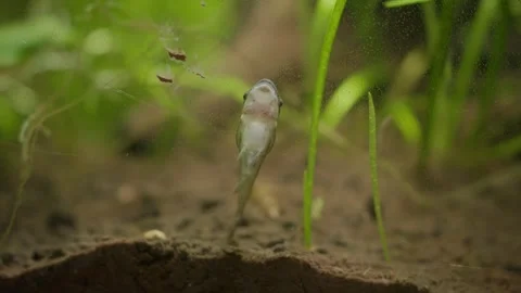 Otocinclus Catfish Algae Eater Fish Eating Debris on Walls of Planted 動画素材 267940752