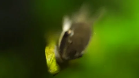 Otocinclus on Cryptocoryne 库存影片 161118011
