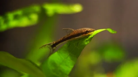 Otocinclus on Java Fern 库存影片 161118836