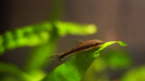 Otocinclus on Java Fern 库存影片 161118845