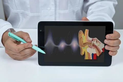 Otolaryngologist using a pen to point at an ear anatomical cross-section an.. Stock Photos
