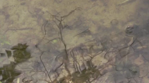 Отражения на воде Видео 169292103