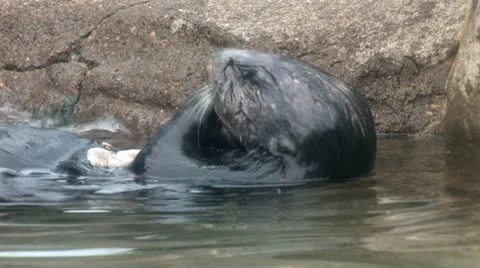 Otter 3 Stock Footage 10574474