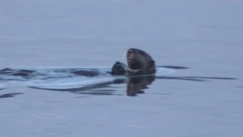 An otter in Alaska eats a clam and tries to break the shell on his stomach. Stock Footage 79378278
