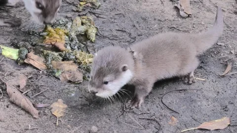 Otter Baby Exploring Environment 4K Stock Footage 319084478