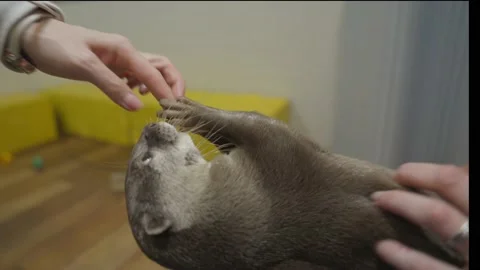 Otter being petted on its back Stock Footage 229984170