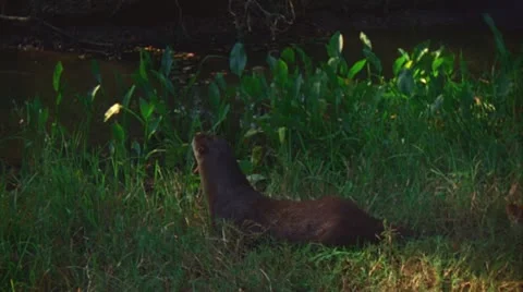 Otter in Big Thicket, Texas 1 Stock Footage 20640101
