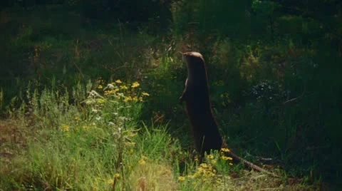 Otter in Big Thicket, Texas 2 Stock Footage 20622388