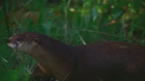 Otter in Big Thicket, Texas 3 Stock Footage 20632816