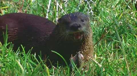 Otter in Big Thicket, Texas 5 Stock Footage 20622713