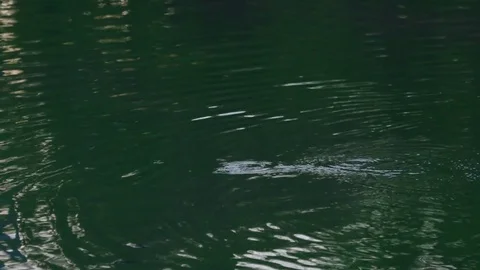 Otter Bubble trail (Eurasian Otter) Stock-Footage 83448063