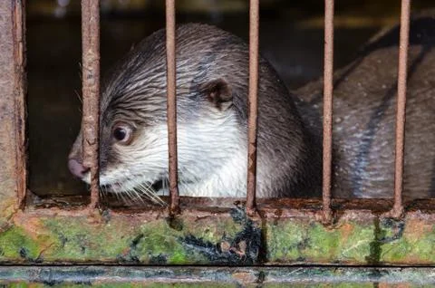Otter in a cage Stock Photos