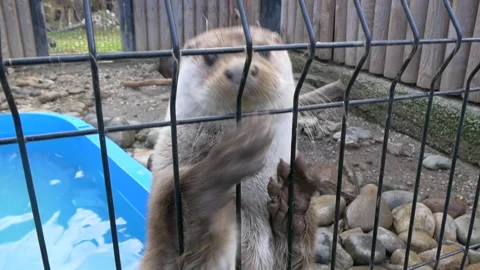 Otter in cage at the zoo. 库存影片 335241091
