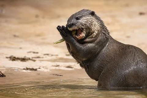 Otter catches and eats a fish Stock Photos