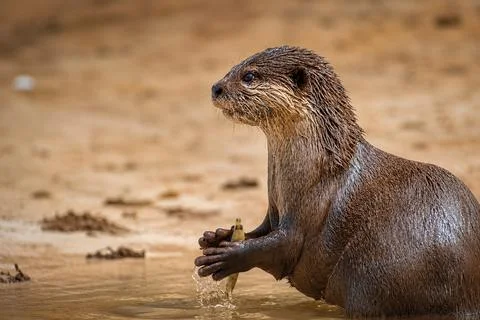 Otter catches and eats a fish Fotos Stock