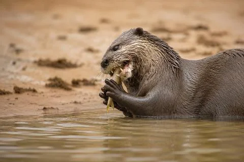 Otter catches and eats a fish Stock Photos