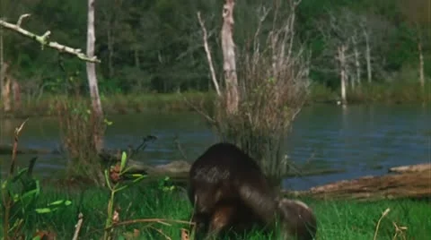 Otter chases her tail Stock Footage 20640588