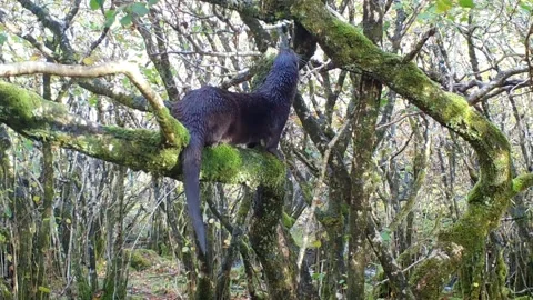 Otter climbing up a small tree and balancing before climbing back down. Skye Stock Footage 247141259