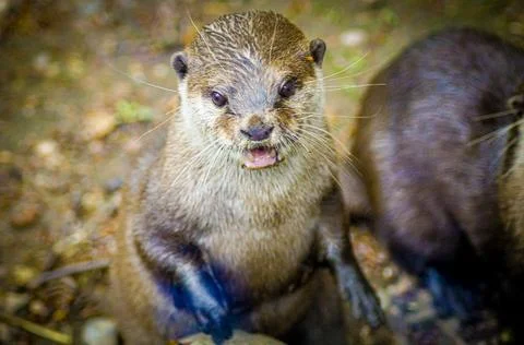 Otter Close Up 2 Stock Photos