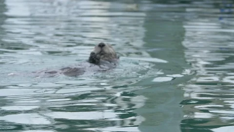 Otter close up eating Stock Footage 90229906