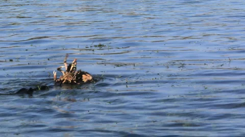 Otter with Crab 库存影片 4978052