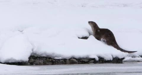 Otter Crawls in the Snow Vídeo Stock 240015030