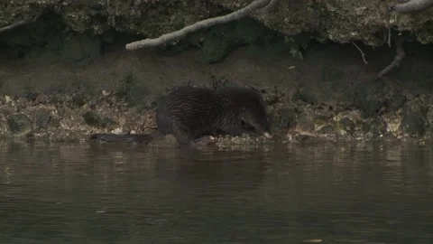 Otter cub eating a small fish before being joined by second cub and mother. Stock Footage 146037378