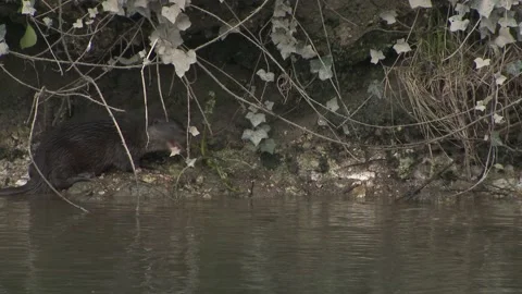 Otter cub eating a small fish whilst on the river bank. Stock Footage 146038291