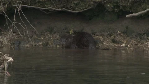 Otter cubs active on river bank. Stock Footage 146036654