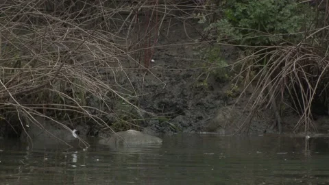 Otter cubs run down river bank into water. Stock Footage 146056578