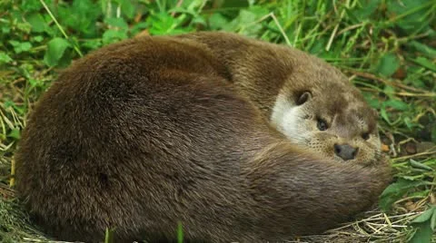 Otter cuddling Stock-Footage 10534984