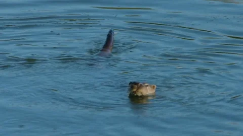 Otter Curving through Water (Eurasian Otter) Stock Footage 83448606