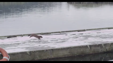 Otter on Deck Stock Footage 31932512