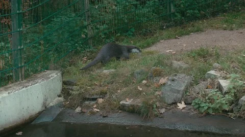 A Otter defecates in nature Stock-Footage 220501718