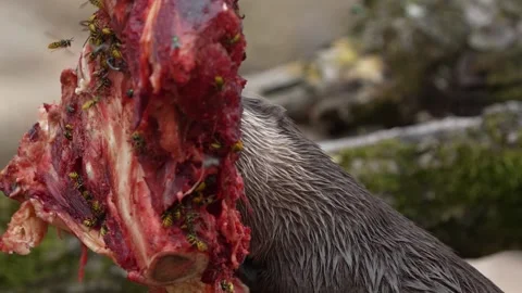 Otter Devouring Meat Surrounded by Flies and Wasps, 8K Footage Stock Footage 295188063