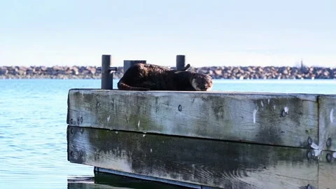 Otter on dock Stock Footage 266378250