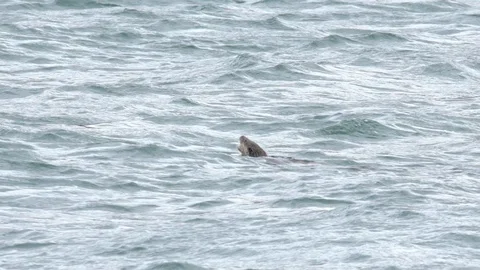 OTTER EAT DIVE BIG WAVES SCOTLAND HD Stock Footage 90620598