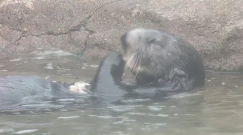 Otter Eating 01 Stock Footage 1217887