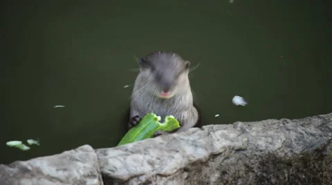 Otter eating cucumber Stock Footage 40746763